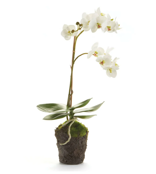 Phalaenopsis Orchid Drop-In 17" - White