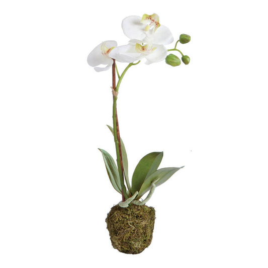 Napa Home & Garden - Phalaenopsis Orchid Drop-In 15"